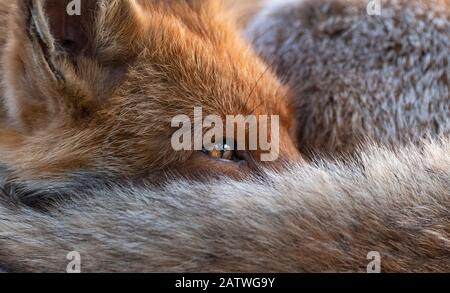 Volpe rossa (Vulpes Vulpes) a riposo riccato da vicino, Londra Nord, Inghilterra Regno Unito Foto Stock