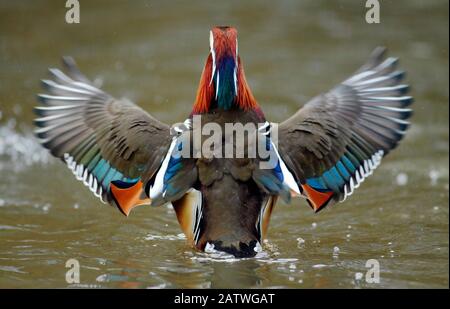 Mandarin anatra drake (Aix galericulata) da dietro sbattendo le sue ali. Londra sud-occidentale, Regno Unito. Febbraio. Foto Stock