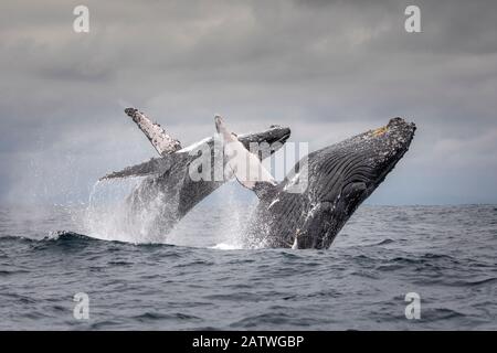 Megattere (Megaptera novaeangliae) due breaching allo stesso tempo insieme, Puerto Lopez , Penisola di Santa Elena, Provincia di Manabi, Ecuador, Luglio, Puerto Lopez , Penisola di Santa Elena, Provincia di Manabi, Ecuador, Luglio Foto Stock