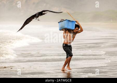 Magnifici Fregatuccellini (Fregata magnificens) che cercano di rubare pesce da un pescatore che viene sulla terra con una cattura fresca, Puerto Lopez, Penisola di Santa Elena, Provincia di Manabi, Ecuador, luglio Foto Stock