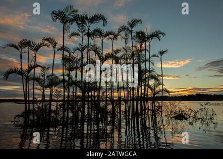 Albero di palma Moriche (Mauriziana flessuosa) a Laguna Grande in una zona di foresta allagata, Cuyabeno riserva naturale, Sucumbios, Amazon foresta pluviale, Ecuador, luglio, Cuyabeno riserva naturale, Sucumbios, Amazon foresta pluviale, Ecuador, luglio Foto Stock