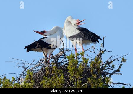 White stork (Ciconia ciconia) Coppia che esegue un up-down con Bill clattering sul loro nido in un albero di quercia, Knepp estate, Sussex, UK, aprile 2019. Questo è il primo esempio registrato di cicogne bianche nidificando nel Regno Unito per diverse centinaia di anni. Foto Stock