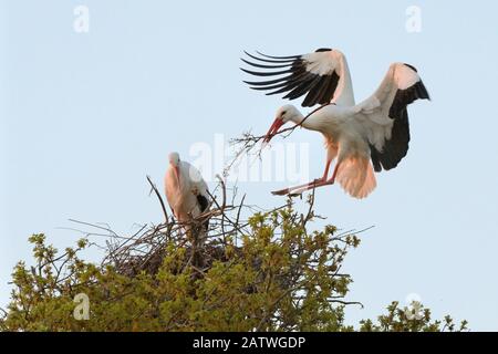 White stork (Ciconia ciconia) maschio atterrare con materiale nido e unire il suo compagno sul loro nido in un albero di quercia al tramonto, Knepp estate, Sussex, UK, aprile 2019. Questo è il primo esempio registrato di cicogne bianche nidificando nel Regno Unito per diverse centinaia di anni. Foto Stock
