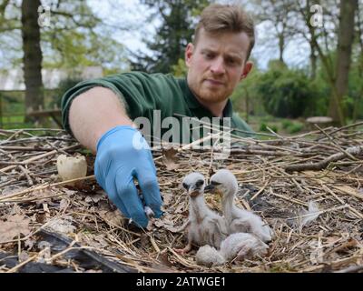 Richard Wardle che alimenta i pesci ai pulcini bianchi appena schiatati (Ciconia ciconia) nel nido. In cattività di allevamento colonia allevando giovani uccelli per UK White Stork reintroduction progetto presso la Knepp Estate. Cotswold Wildlife Park, Oxfordshire, Regno Unito, Aprile 2019. Modello e Proprietà rilasciati. Foto Stock