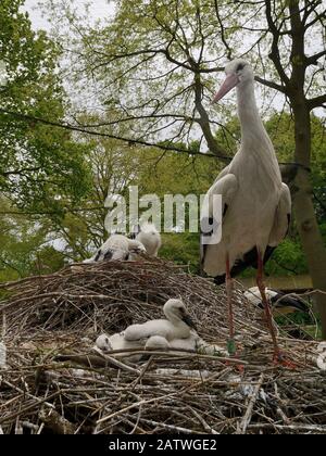 Cicogna bianca (Ciconia ciconia) nidificano in cazzi di allevamento in cattività per il progetto UK White Stork reintroduction presso la Knepp Estate. Cotswold Wildlife Park, Oxfordshire, Regno Unito, Maggio 2019. Foto Stock