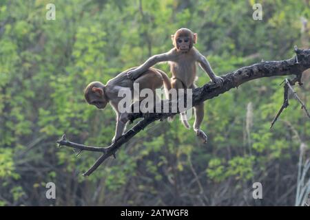 Macaque di rhesus (Macaca mulatta), juveniles che giocano nell'albero, Keoladeo NP, Bharatpur, India Foto Stock