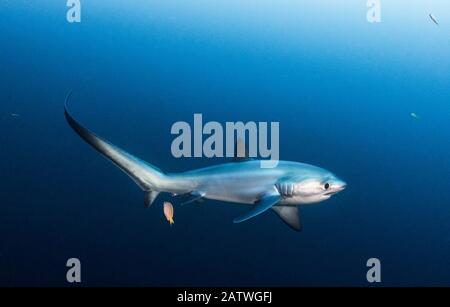 Squalo trebbra pelagico (Alopias pelagicus) che viene pulito da un pulitore bluestreak wrasse (Labroides dimidiatus) a Monad Shoal largo di Malapascua Island, Filippine. Foto Stock