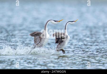 Western Grebe (Aechmorphus occidentalis), coppia in corso di impetuoso corteggiamento in cui scorrono attraverso la superficie delle acque in sincronia, nei pressi di Escondido, California, USA, gennaio. Foto Stock