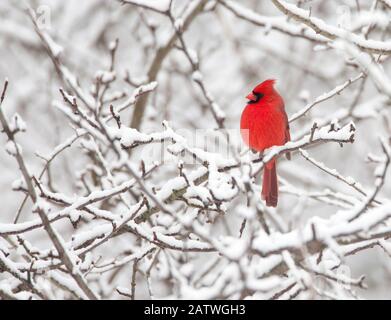 Cardinale settentrionale (Cardinalis cardinalis) maschio arroccato tra rami innevati, New York, USA, febbraio. Foto Stock