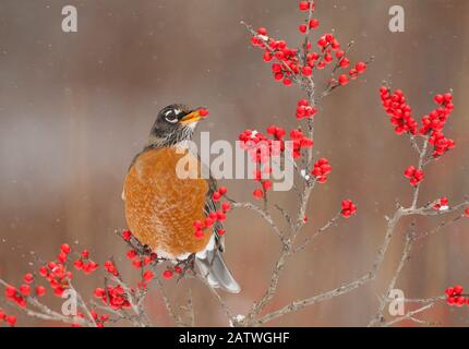 American Robin (Turdus migratorius), nutrirsi di frutti di winterberry (Ilex) in inverno, New York, USA, dicembre. Foto Stock
