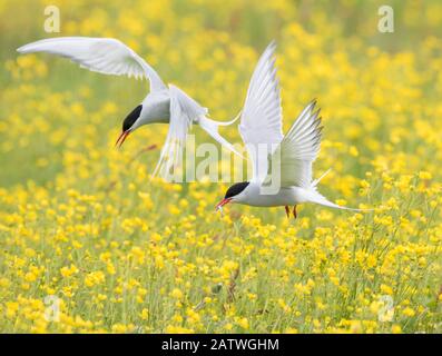 Terns artici (Sterna paradisaea), due in volo sopra colonia nidificante nel campo delle coppe di buttercare (Ranunculus sp.), Keflavik, Islanda. Espansione della tela digitale. Foto Stock