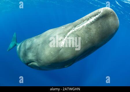 Capodoglio, (Physeter Macrocephalus) Dominica, Mar Dei Caraibi, Oceano Atlantico. Foto Stock