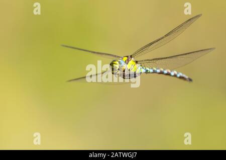 Hawker meridionale (Aeshna cyanea) libellula in volo, Broxwater, Cornovaglia, Regno Unito. Luglio. Foto Stock