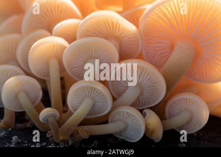 Primo piano delle branchie di un gruppo di funghi piccoli (non identificati), Cornovaglia settentrionale, Regno Unito. Novembre 2017. Foto Stock