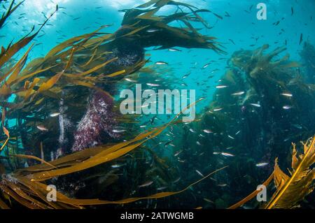 Kelp foresta (Laminaria digitata) con piccoli pesci, Shetland, Scozia, Regno Unito, luglio. Foto Stock