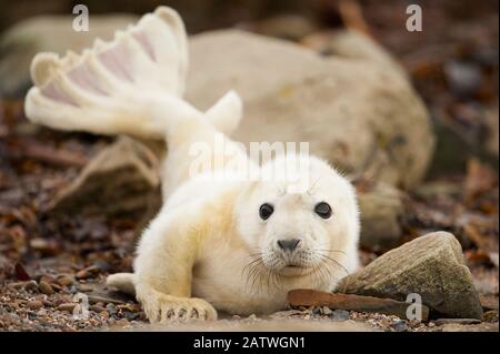 Giovane foca grigia pup (Halichoerus grypus) recentemente nato su una spiaggia a Orkney, Scozia, Regno Unito, aprile. Foto Stock