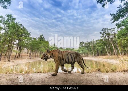 Tigre del Bengala (Panthera tigris tigris) maschio dominante (T29) che cammina sul muro della diga di fango. Parco Nazionale Di Kanha, India Centrale. Immagine trappola telecamera. Foto Stock