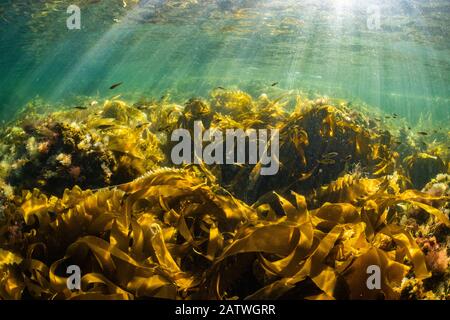 Scuola giovanile di Pollock (Pollachius virens) all'interno delle fronde protettive di kelp vicino a Port Joli, Nova Scotia, Canada. Agosto Foto Stock