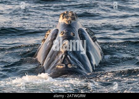 Testa di una balena destra del Nord Atlantico (Eubalaena glacialis) che mostra calloities, macchie di pelle irruvidita che sono unici per ogni balena. Golfo Di San Lorenzo, Canada. Stato IUCN: In pericolo. Agosto Foto Stock