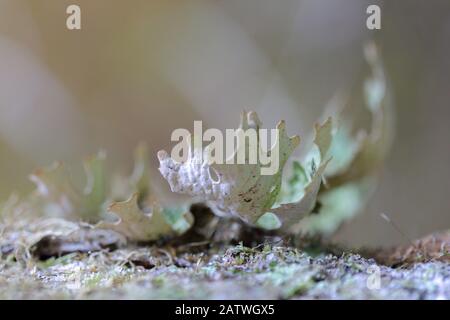 Lobaria pulmonaria, o di rovere lungwort rari licheni nel primario del bosco di faggio che cresce sulla corteccia di alberi vecchi Foto Stock