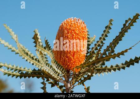 banksia (Banksia victoriae), pianta endemica dell'Australia Occidentale, Australia Occidentale, Bindoo Hill Nature Reserve, Settembre 2014 Foto Stock