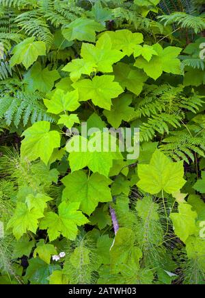 Grandi foglie su pacific blackberry (Rubus ursus) sopra bracken feln e horsetail, è una piccola area umida. Oregon, Stati Uniti. Giugno. Foto Stock