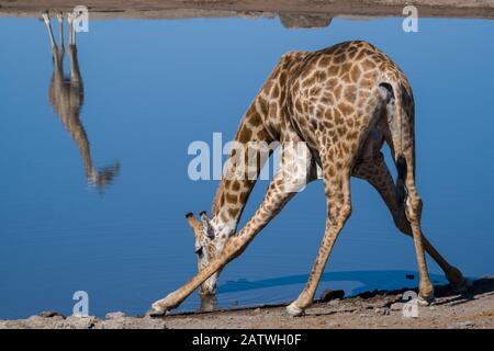 Giraffe comune (giraffa tipelskirchi) piegandosi per bere ad un buco d'acqua, con un altro in piedi sul lato opposto della piscina riflessa nell'acqua. Waterhole Klein Namutoni, Parco Nazionale Etosha, Namibia, Maggio. Foto Stock