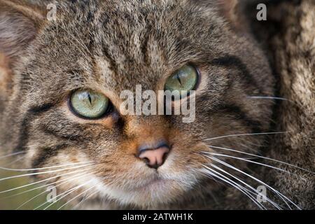 Ritratto di gatto selvatico (Felis), parte del progetto di allevamento in cattività presso Alladale Estate, Scozia, Regno Unito, ottobre. Foto Stock