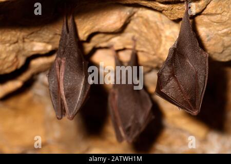 Pipistrelli a ferro di cavallo (Rhinophus hippoderos) nella miniera di magnesio, Shropshire, Inghilterra, Regno Unito, aprile. Foto Stock