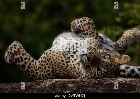 leopardo dello Sri Lanka (Panthera pardus kotiya) rotolando sulla schiena, Parco Nazionale di Yala, Sri Lanka Foto Stock