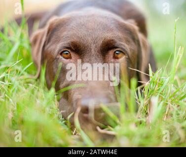 Labrador Retriever. Cane adulto sdraiato in erba. Germania. Foto Stock