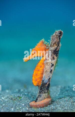 Cavalluccio marino comune (Hippocampus kuda) femmina che avvolge la sua coda prensile intorno a pezzo di legno sul fondo marino. Bitung, Sulawesi Settentrionale, Indonesia. Stretto Di Lembeh, Mare Di Molucca. Foto Stock