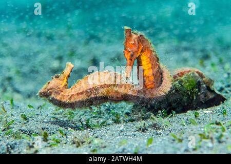 Due cavallucci marini comuni (Hippocampus kuda) che combattono sul territorio del fondale marino. La breve lotta fu preceduta da una parata ritualizzata e sincronizzata. Bitung, Sulawesi Settentrionale, Indonesia. Stretto Di Lembeh, Mare Di Molucca. Foto Stock