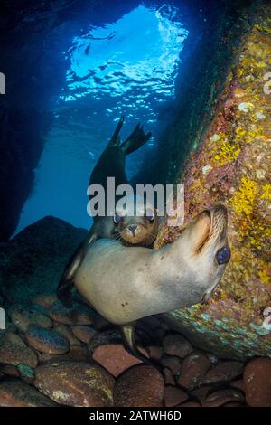 Il leone marino della California (Zalophus californnianus) pups in una caverna subacquea. Los Islotes, La Paz, Baja California Sur, Messico. Mare Di Cortez, Golfo Di California, Oceano Pacifico Orientale. Foto Stock