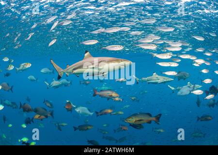 Lo squalo della barriera corallina (Carcharhinus melanopterus) nuota attraverso scuole di pesce. Misool, Raja Ampat, Papua Occidentale, Indonesia. Ceram Mare. Oceano Pacifico Occidentale Tropicale. Foto Stock