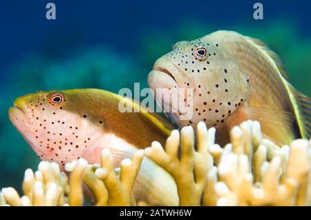 Pesce falco dei fisteri (Paracirrhites forsteri) su una barriera corallina. Jackson Reef, Tiran, Sinai, Egitto. Stretto di Tiran, Golfo di Aqaba, Egitto. Foto Stock