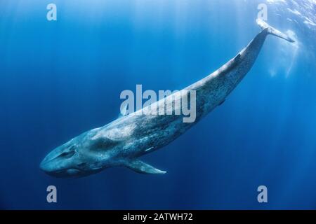 La balena blu (Balaenoptera musculus) nuota sotto la superficie dell'oceano. Oceano Indiano, Fuori Sri Lanka. Foto Stock