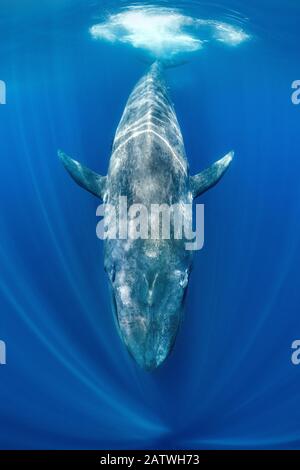 Balena blu (Balaenoptera musculus) che nuotano sotto la superficie dell'oceano. Oceano Indiano, Fuori Sri Lanka. Foto Stock