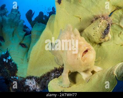 Ritratto di una rana pescatrice gigante (Antennarius commerciale) su una grande spugna gialla a dorso di elefante (Ianthella basta). Bitung, Sulawesi Settentrionale, Indonesia. Stretto Di Lembeh, Mare Di Molucca. Foto Stock