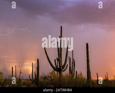 Cactus Saguaro (Carnevale gigantea) al tramonto, durante una tempesta di pioggia estiva. Saguaro National Park, Deserto Di Sonora, Arizona, Stati Uniti, Agosto. Composito digitale. Foto Stock