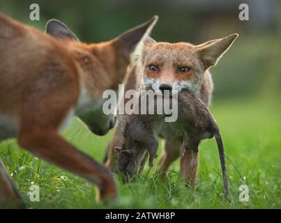 Volpe rossa (Vulpes vulpes) cucciolo che difende la sua uccisione (un grande ratto marrone morto (Rattus nord-vegicus)) da un altro cucciolo, Londra del Nord, Regno Unito. Agosto. Foto Stock