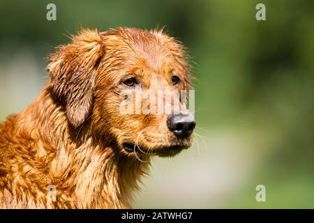 Golden Retriever, Ritratto di adulto, cane bagnato. Germania. Foto Stock