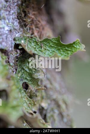 Lobaria pulmonaria, o di rovere lungwort rari licheni nel primario del bosco di faggio che cresce sulla corteccia di alberi vecchi Foto Stock