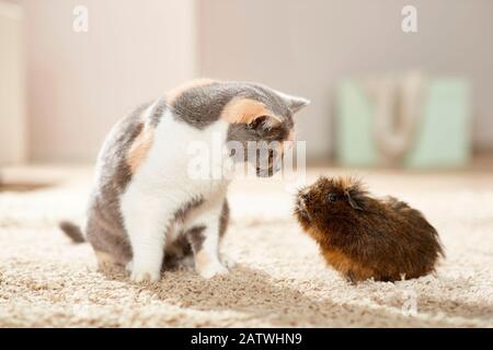 Abyssinian Guinea Pig, Cavie e British Shorthair Cat seduti accanto a un altro su un tappeto. Germania Foto Stock