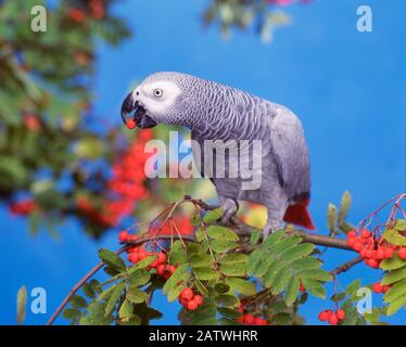 Pappagallo Grigio Africano (Psittacus Erithacus). Adulto appollaiato su un ramoscello mentre mangia bacche di Rowan. Germania Foto Stock