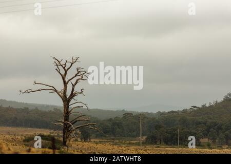 Lone albero su terra libera in Australia Foto Stock