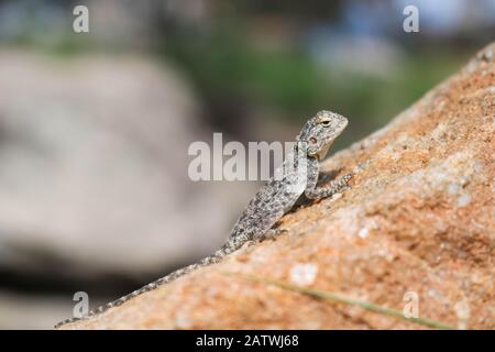 gecko esotico che si riscalda in una giornata di sole Foto Stock