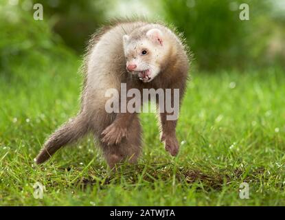 Ferret (Mustela putorius furo). Bambini che saltano in un prato. Germania Foto Stock