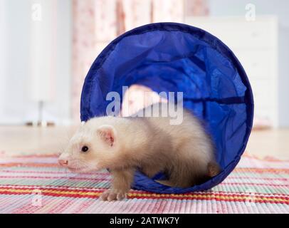 Ferret (Mustela putorius furo). Giovane (8 settimane) che esce da un tunnel di gioco. Germania Foto Stock