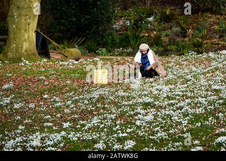 A woman photographs snowdrops in bloom at Painswick Rococo Garden, Painswick, Gloucestershire. Foto Stock